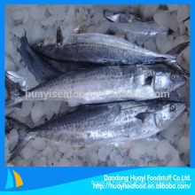 frozen fish mackerel